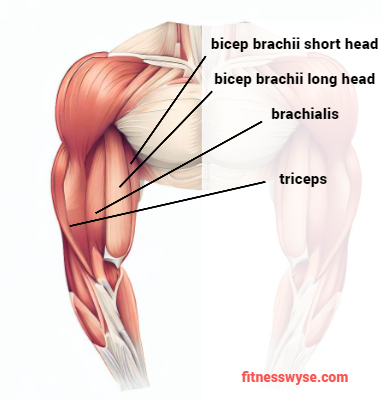 bicep muscle anatomy