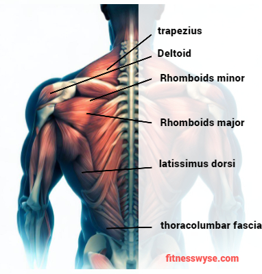 back muscle anatomy 